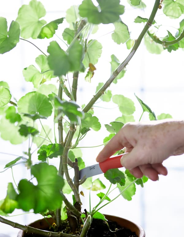 A woman prunes a potted plant with a pruning knife.