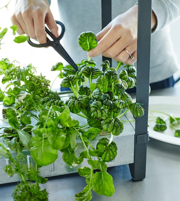 A woman snips herb leaves from a plant.