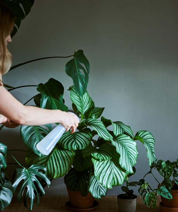 A woman using a plastic bottle with nozzle to spritz the leaves of a Calathea plant that is part of a group of houseplants.