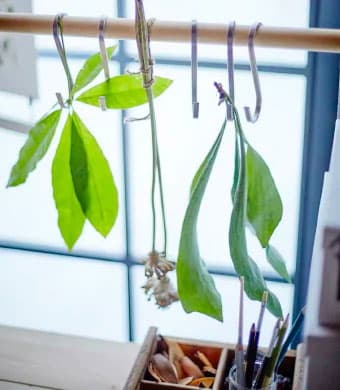 A wooden pole with silver metal hooks hanging off it with green leaves hang from the hooks