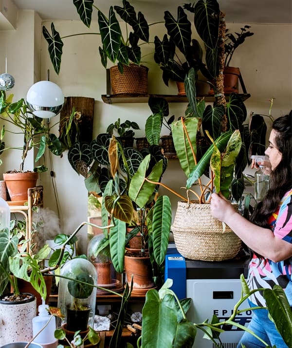 A young woman watering a large collection of rare tropical plants next to the window of a home office.