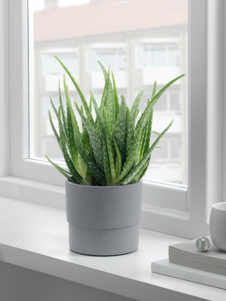 Aloe vera