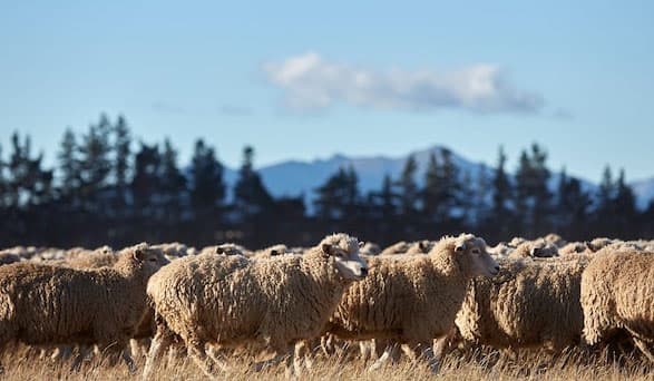 Ameublement respectueux de l'environnement grâce aux textiles IKEA fabriqués à partir de laine durable 