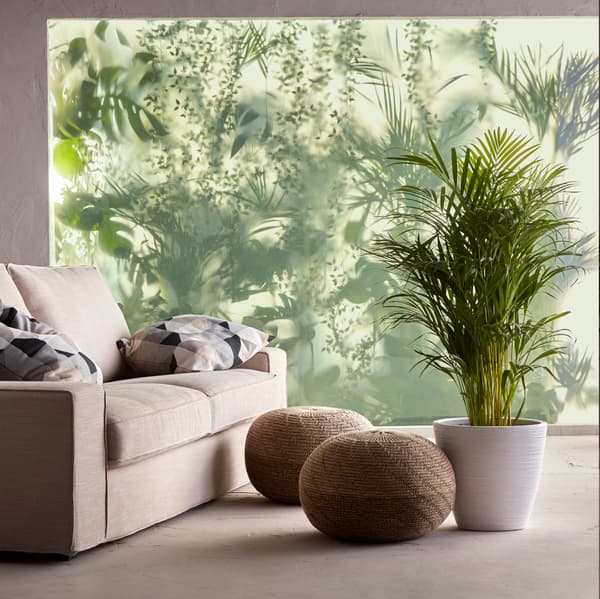 An Acrea palm sits in a large living room in a tall pot next to two pouffes