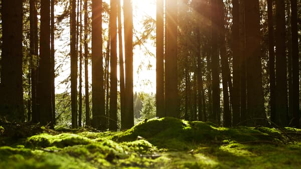An early morning in a pine forest, moss covering the ground and sunlight shining through the trees.