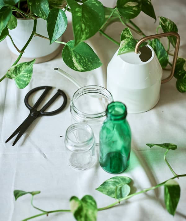 An Epipremnum plant on a cloth-covered table with two plain and one green glass jar, cream watering can and black scissors.