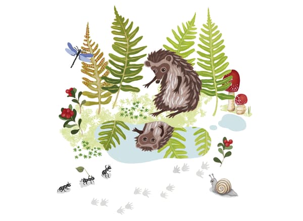 An illustration from a children’s book about a hedgehog.