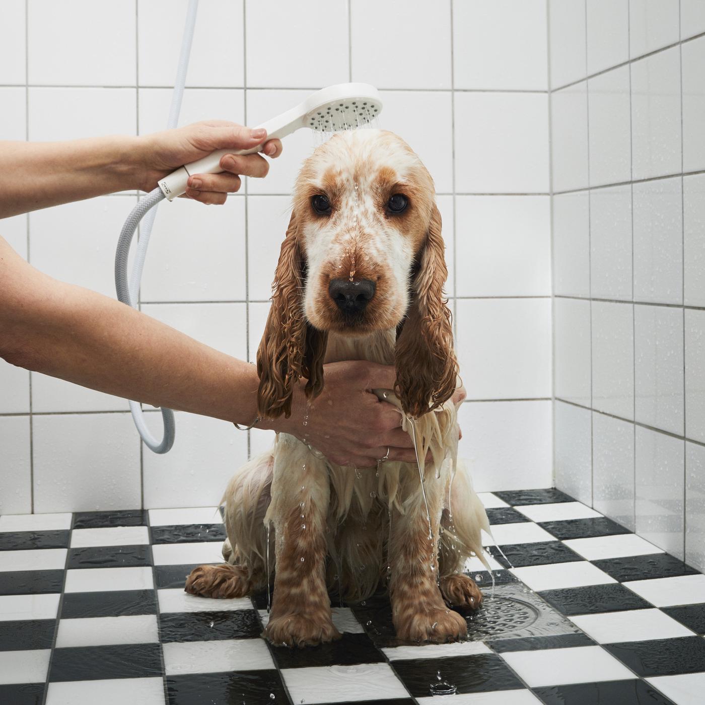 An unhappy spaniel puppy being rinsed with a hand shower while sitting on the black and white tiled floor of a bathroom.
