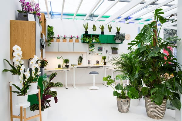 An white office space filled with large grean floor plants.
