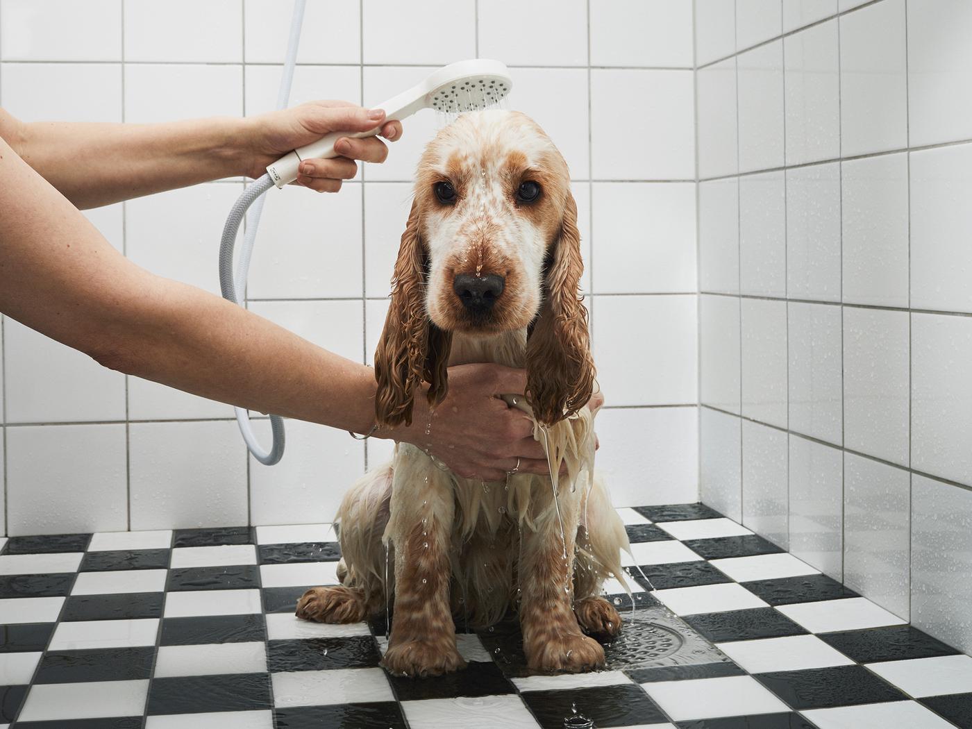 Anak anjing spaniel yang tidak gembira sedang dibilas dengan pancuran tangan sambil duduk di atas lantai berjubin warna hitam dan putih di bilik mandi.