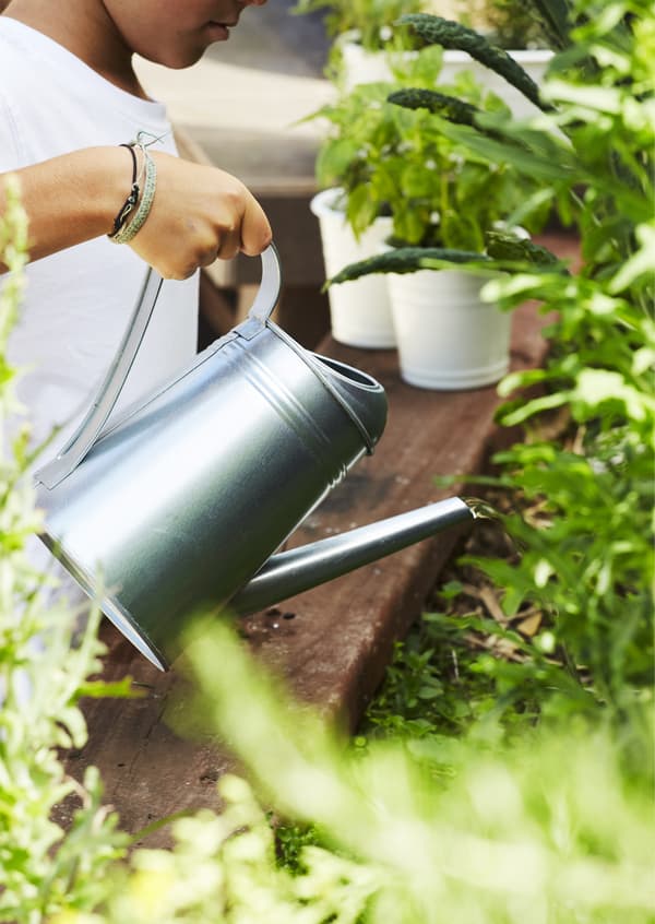 Arroser les plantes