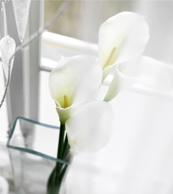 Arums dans un vase en verre posé sur l'appui de fenêtre.