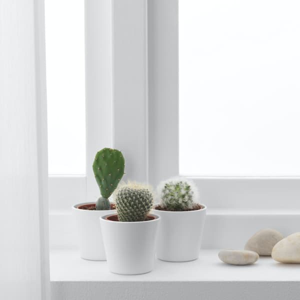Assorted CACTACEAE potted plants on the windowsill.