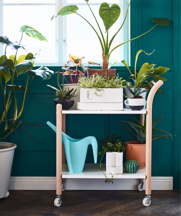 Away often or forget to water? IKEA has self-watering pots like SÖTCITRON. It has a built-in reservoir, so a plant can take the water it needs. It’s made of earthenware and white glaze. We placed the pots with others on a trolley for a watering station.