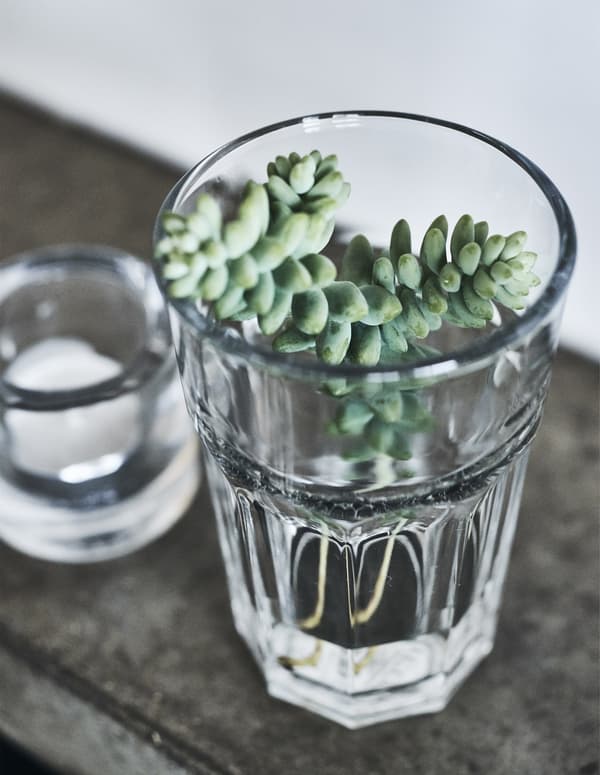 Boutures de succulente dans un verre.