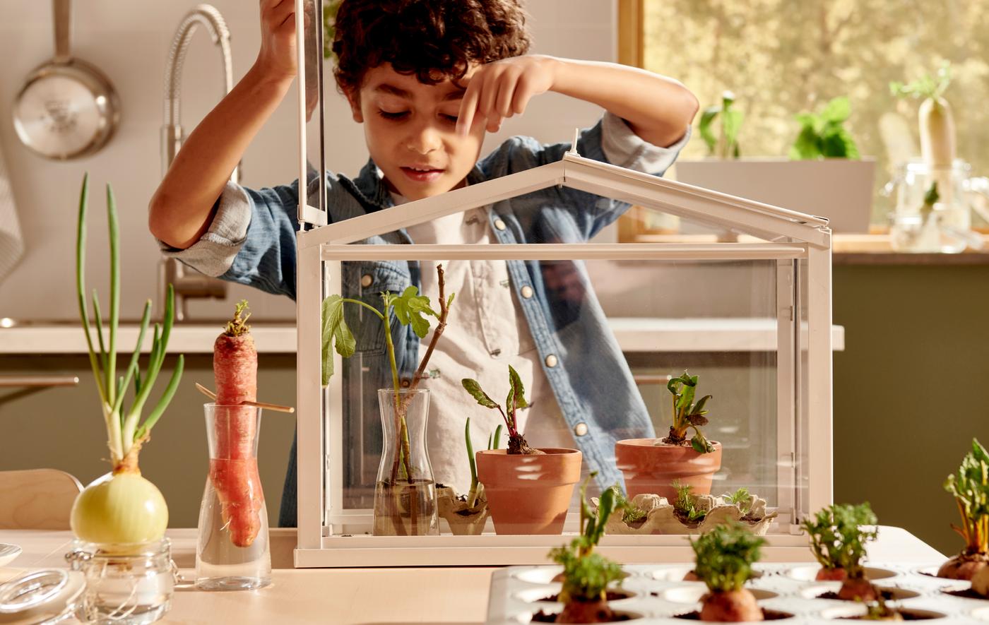 Boy peering down on young plants in a SOCKER greenhouse. Various vegetables set in water or soil next to it on the table.