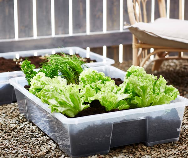Bright green lettuce, parsley and other herbs planted in SAMLA storage containers, placed on gravel.