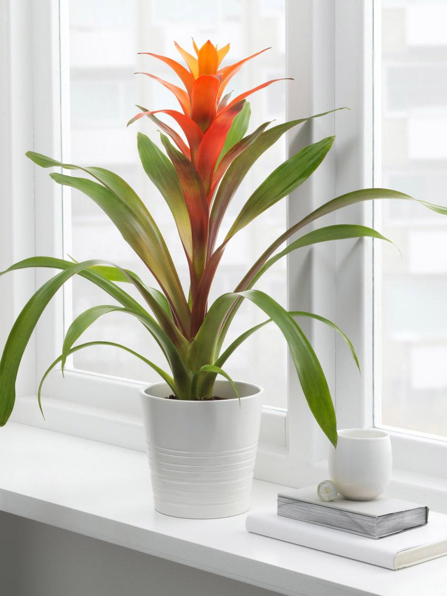 Bromeliad
