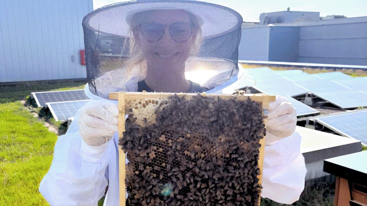 Mehr über die Stadtbienen