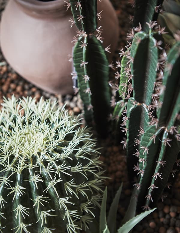 Cactus et urne en terre cuite