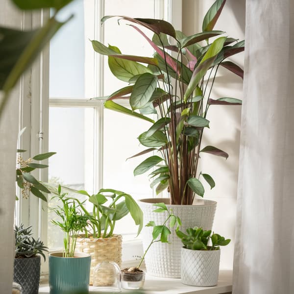 CALATHEA sits in a window surrounded by other plants