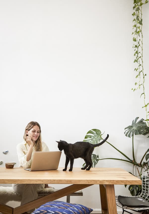 Chat sur la table et plantes retombant le long du mur.