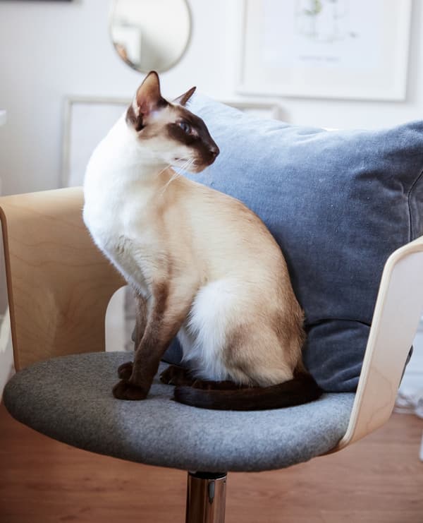 Choose a chair that’s comfortable.