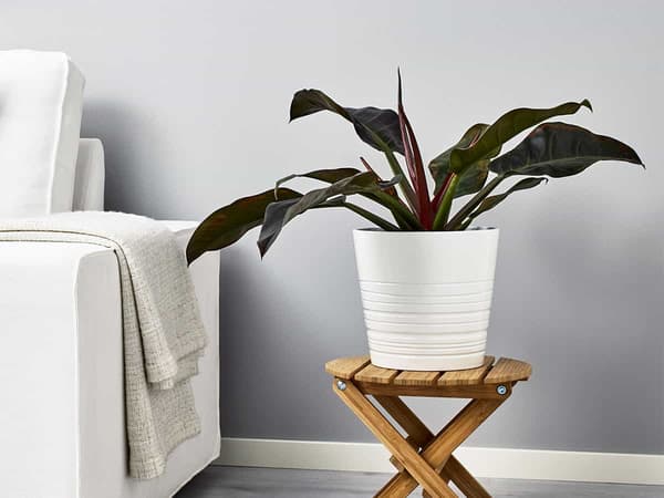 Choosing house plants to brighten up your room