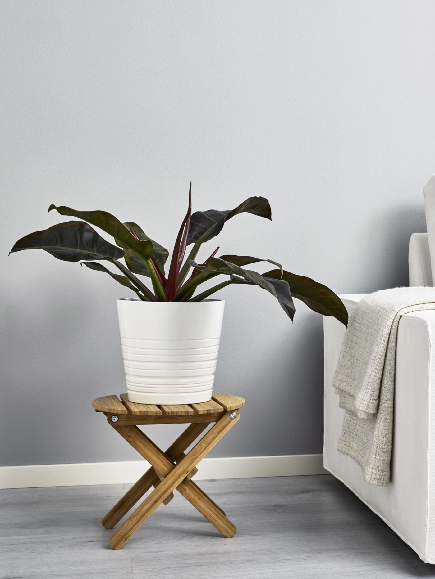 Choosing house plants to brighten up your room
