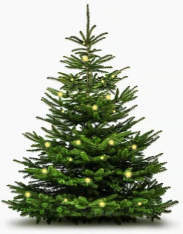 Christmas tree sales