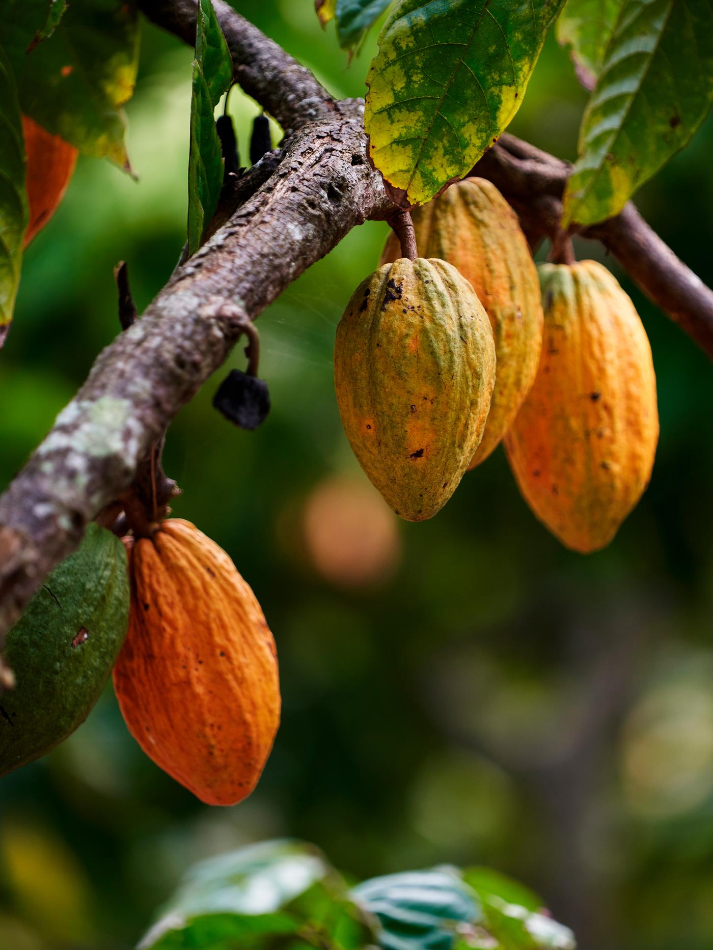 Cinq cabosses de cacao, de couleur vert foncé à orange, poussant sur un arbre dans une plantation de cacao.