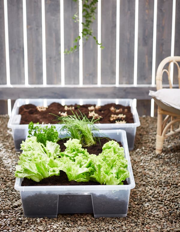 Clear, plastic boxes with vegetables planted in them.