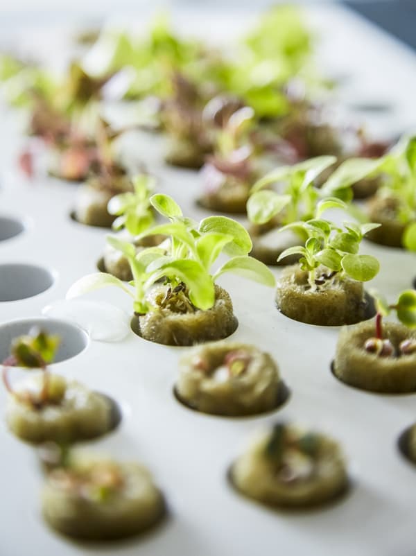 Close up image of growing plants in hydroponic system. 
