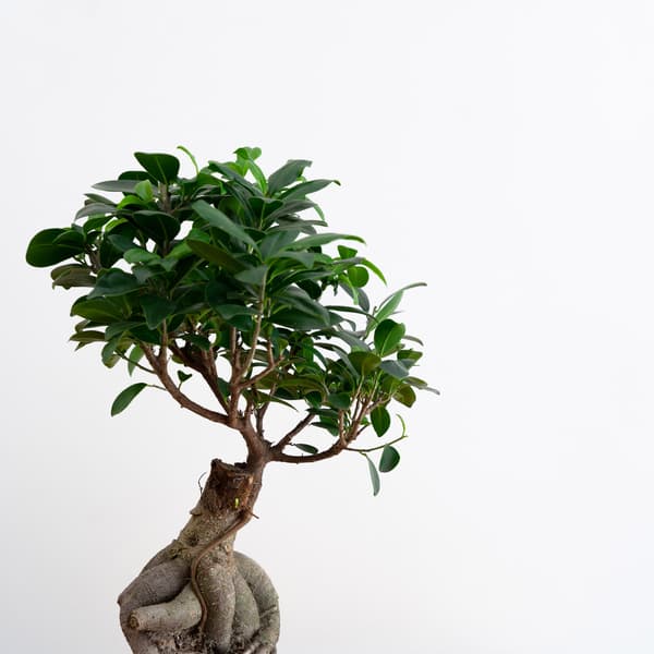 close up of a ficus bonsai 