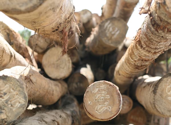 Close up of a pile of logs.