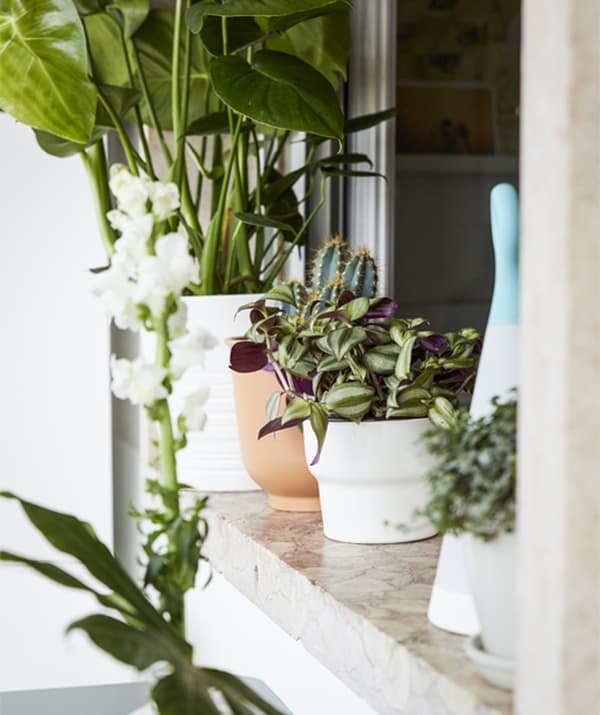 Close up of a shelf containing a row of various pot plants.