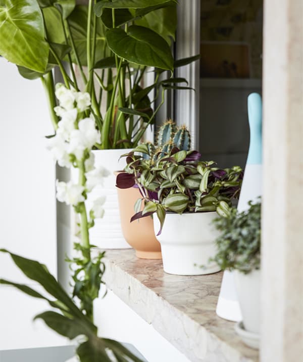 Close up of a shelf containing a row of various pot plants.