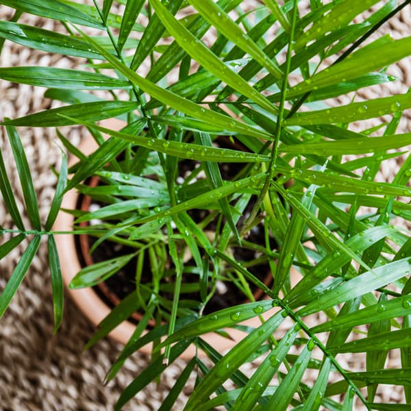 close up of a watered parlour palm