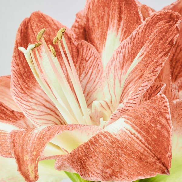 Close up of an Amaryllis flower