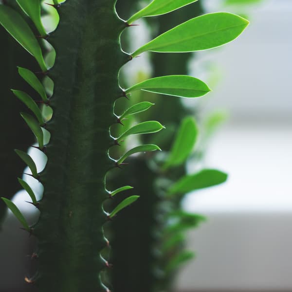 Close up of the EUPHORBIA ACRURENSIS, Desert candle