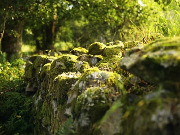 Close up photo of stone wall covered in moss
