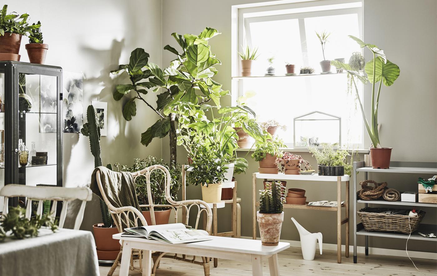 Coin d’un salon généreusement garni de plantes d’intérieur variées.