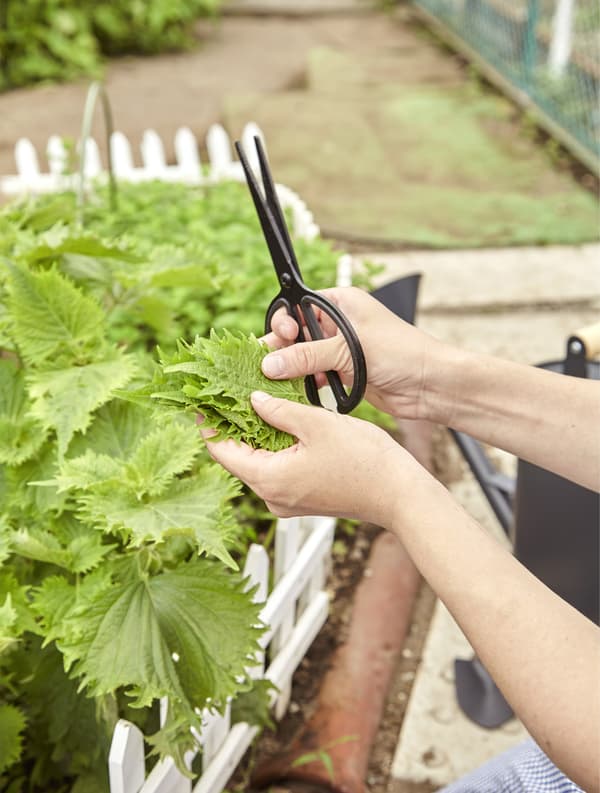 Collecting leaves from the vegetable garden