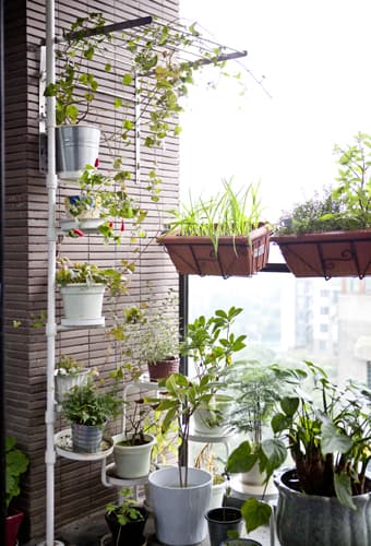 Create a living wall
