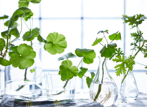 Cut stems are placed in glass vessels and displayed in a windowsill.