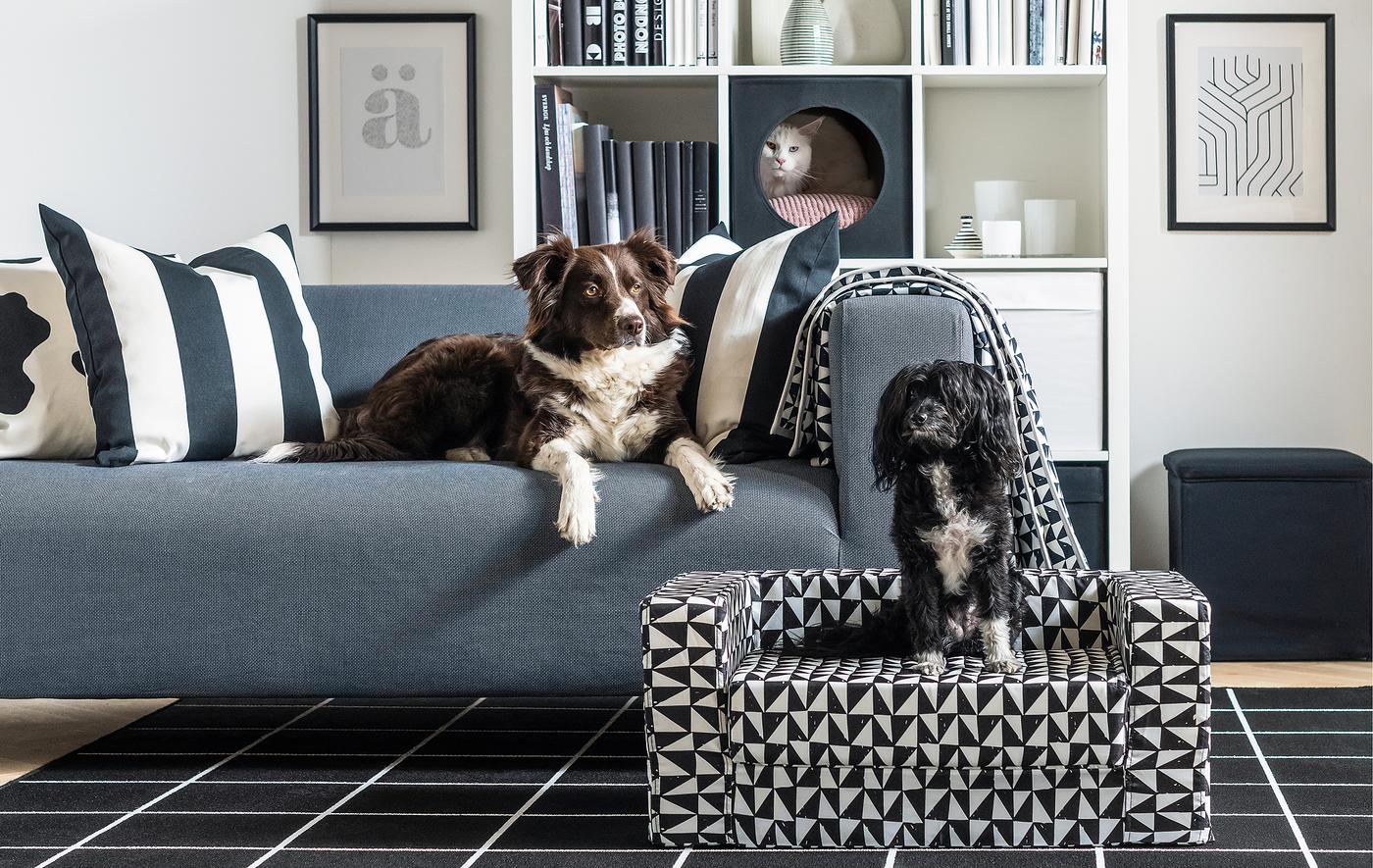 Dans un salon, un chien est allongé sur un canapé, un autre chien est assis sur un fauteuil devant le canapé. Un chat passe sa tête d'une niche pour chat dans une bibloithèque.