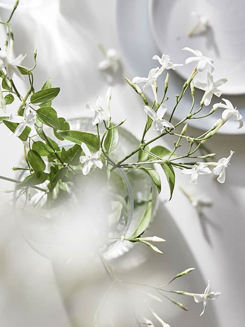 De délicates fleurs blanches et un feuillage vert sont mis en scène dans une lumière douce, avec une composition élégante.