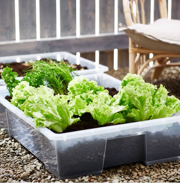 De la laitue vert vif, du persil et d’autres herbes plantés dans des contenants de rangement SAMLA placés sur du gravier.