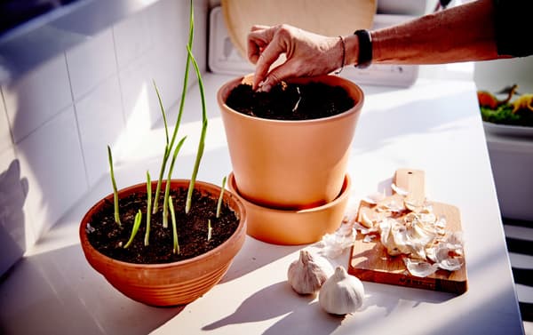 De l’ail qui a commencé à germer est planté pousse vers le haut.