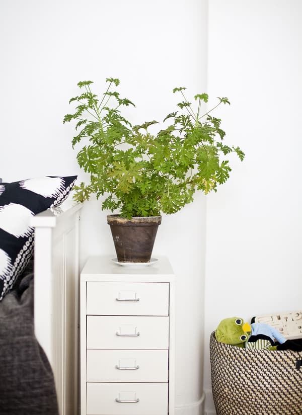 Décorez les rangements avec des plantes vertes